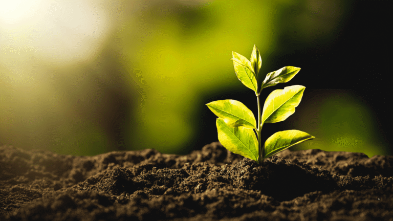 Growing Smarter: Regenerative Practices That Build Soil and Profit